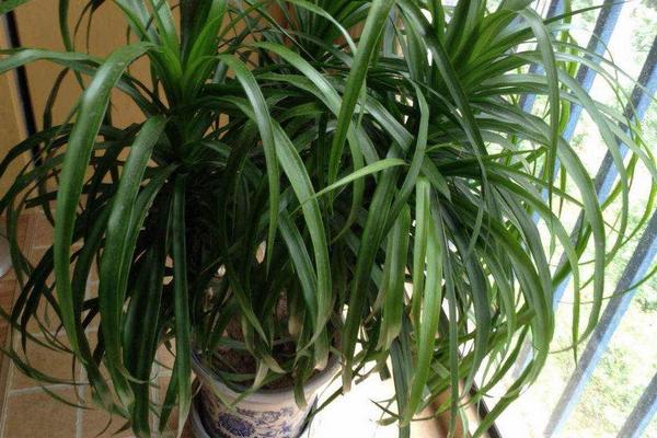 龙血树的繁殖方法(扦插) 龙血树移盆种植要注意什么