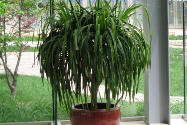 龙血树的繁殖方法(扦插) 龙血树移盆种植要注意什么