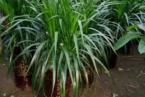 龙血树的繁殖方法(扦插) 龙血树移盆种植要注意什么