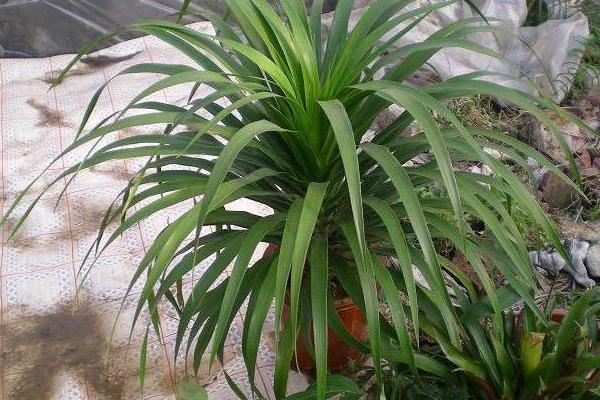 龙血树的繁殖方法(扦插) 龙血树移盆种植要注意什么