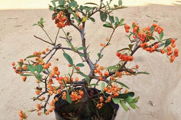 盆栽火棘怎么浇水(多久浇一次) 火棘换盆的方法