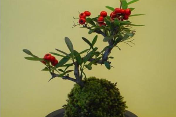 盆栽火棘怎么浇水(多久浇一次) 火棘换盆的方法