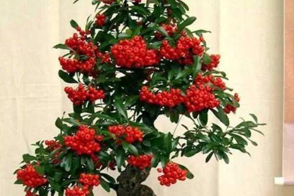 盆栽火棘怎么浇水(多久浇一次) 火棘换盆的方法