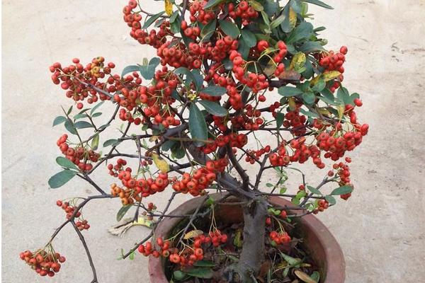 盆栽火棘怎么浇水(多久浇一次) 火棘换盆的方法
