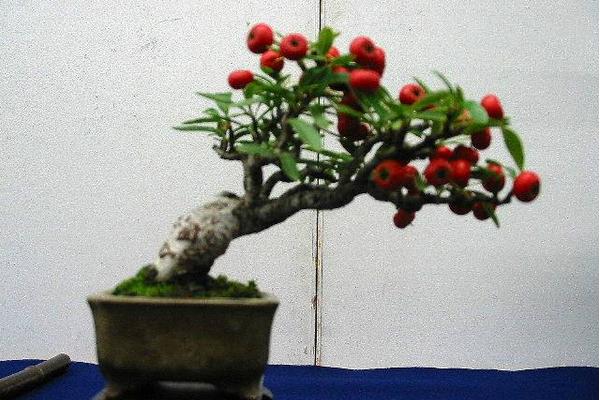 盆栽火棘怎么浇水(多久浇一次) 火棘换盆的方法