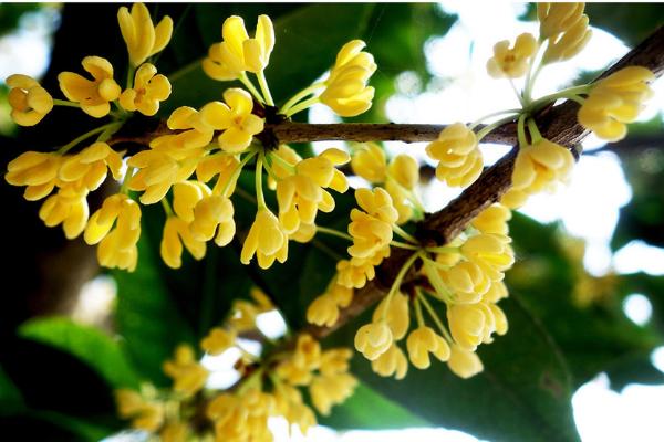 桂花扦插繁殖方法 桂花什么时候修剪（怎么修剪）