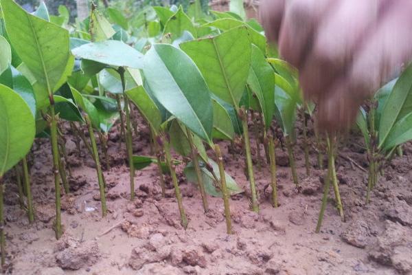 桂花扦插繁殖方法 桂花什么时候修剪(怎么修剪)