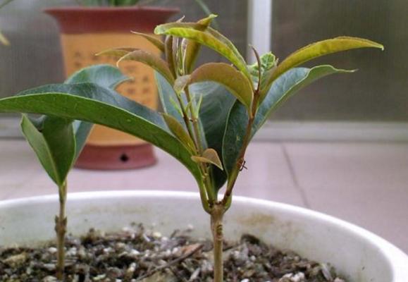 桂花扦插繁殖方法 桂花什么时候修剪(怎么修剪)