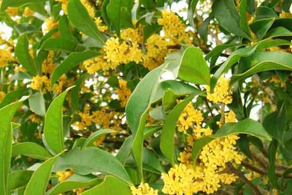 桂花扦插繁殖方法 桂花什么时候修剪(怎么修剪)