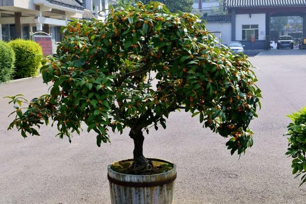 桂花扦插繁殖方法 桂花什么时候修剪(怎么修剪)