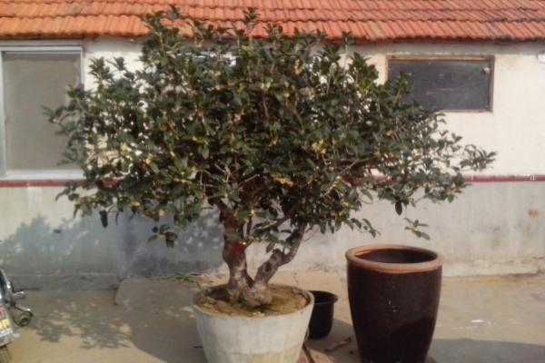 桂花扦插繁殖方法 桂花什么时候修剪(怎么修剪)