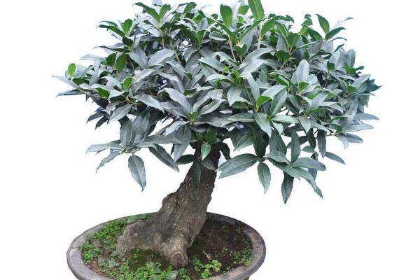 桂花扦插繁殖方法 桂花什么时候修剪(怎么修剪)