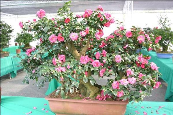 夹竹桃图片大全 夹竹桃花语及寓意