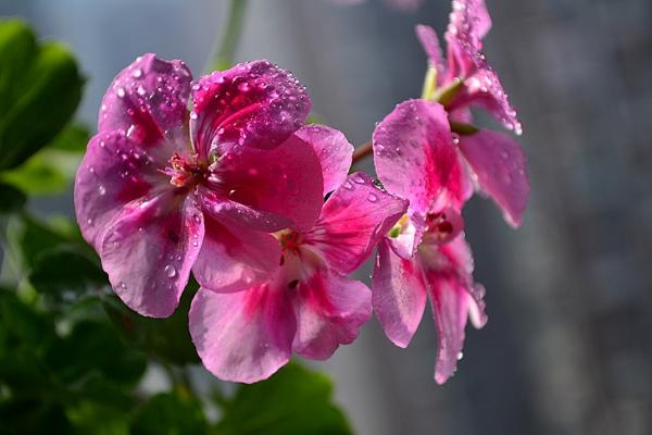 天竺葵怎么浇水(多久浇一次) 天竺葵怎么养开花多