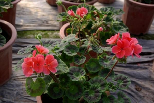 天竺葵怎么浇水(多久浇一次) 天竺葵怎么养开花多