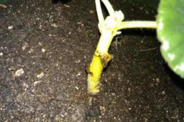 天竺葵怎么浇水(多久浇一次) 天竺葵怎么养开花多