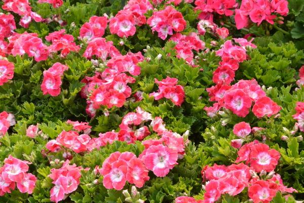 天竺葵怎么浇水(多久浇一次) 天竺葵怎么养开花多