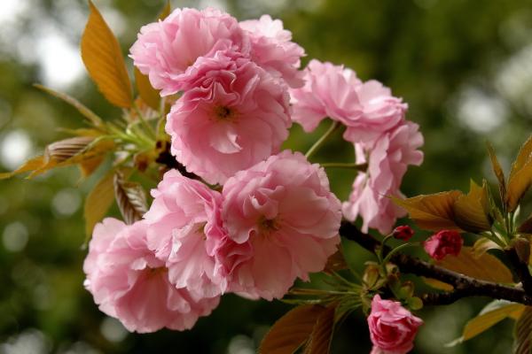 樱花什么时候开(什么季节、几月) 樱花是什么颜色的