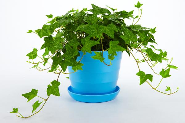 米兰花有毒吗 米兰花可以放在室内卧室吗