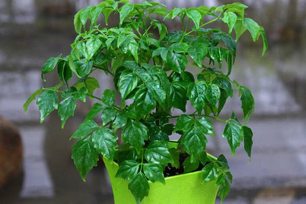 幸福树怎么浇水(多久浇一次) 幸福树长太高了怎么办