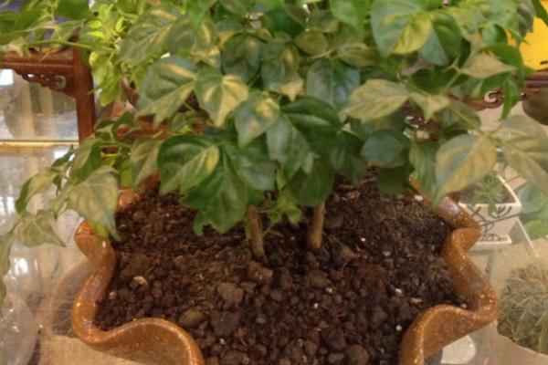 幸福树怎么浇水(多久浇一次) 幸福树长太高了怎么办