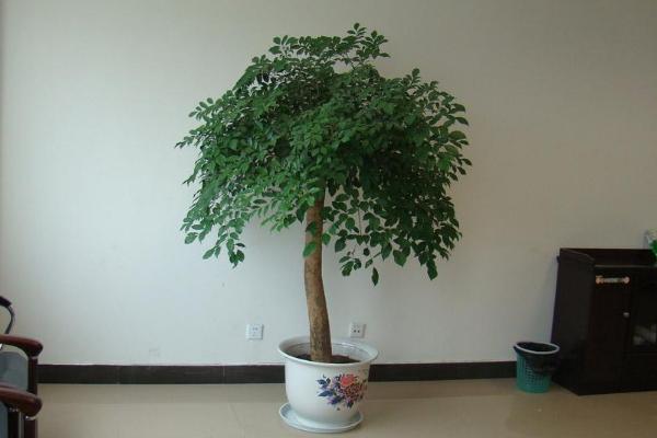 幸福树怎么浇水(多久浇一次) 幸福树长太高了怎么办