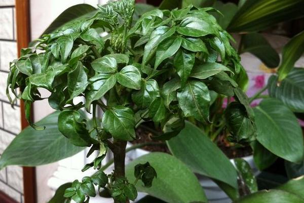 幸福树怎么浇水(多久浇一次) 幸福树长太高了怎么办