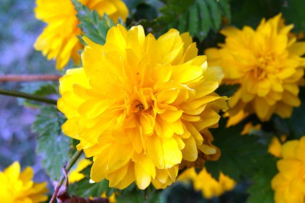 棣棠花什么时候开花(几月) 棣棠花好养吗