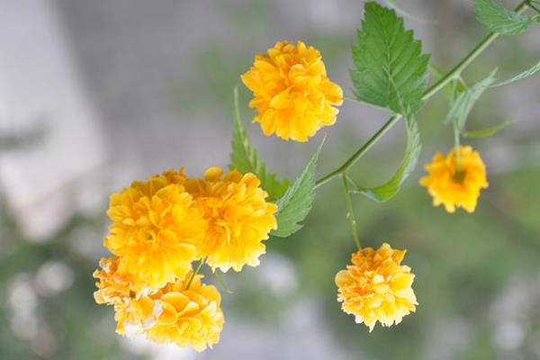 棣棠花什么时候开花(几月) 棣棠花好养吗