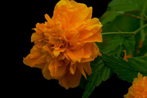 棣棠花什么时候开花(几月) 棣棠花好养吗