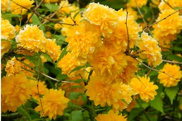 棣棠花什么时候开花(几月) 棣棠花好养吗