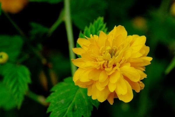 棣棠花什么时候开花(几月) 棣棠花好养吗