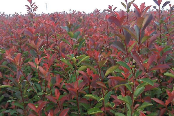 红叶女贞小苗市场价格多少钱一棵  红叶女贞特性及用途