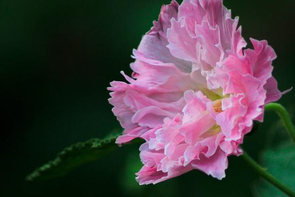 蜀葵的做法大全 凉拌蜀葵的做法