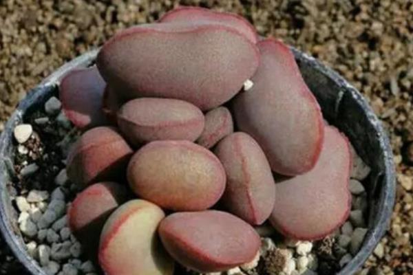 名贵多肉品种大全(图解) 十大最贵的多肉排行榜