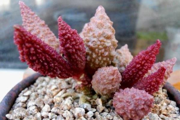 名贵多肉品种大全(图解) 十大最贵的多肉排行榜