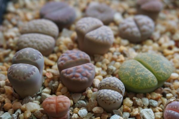 名贵多肉品种大全(图解) 十大最贵的多肉排行榜