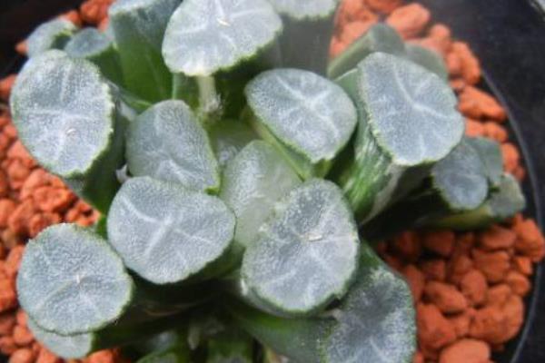 名贵多肉品种大全(图解) 十大最贵的多肉排行榜