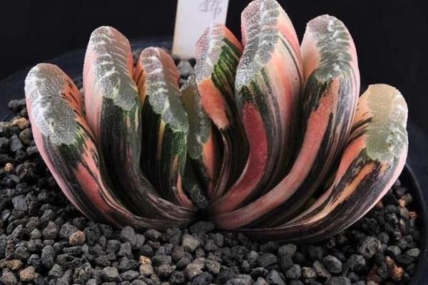 名贵多肉品种大全(图解) 十大最贵的多肉排行榜