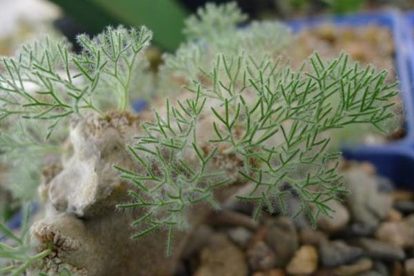 名贵多肉品种大全(图解) 十大最贵的多肉排行榜