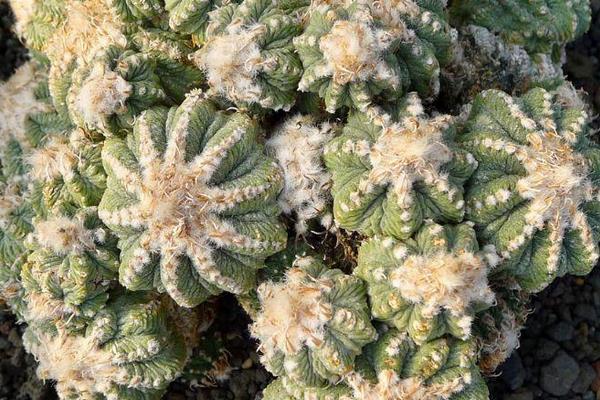 名贵多肉品种大全(图解) 十大最贵的多肉排行榜