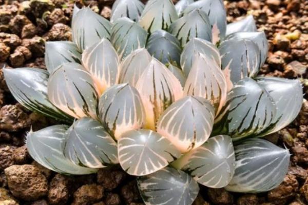 名贵多肉品种大全(图解) 十大最贵的多肉排行榜