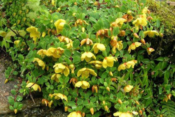 金丝梅功效与作用 金丝梅药用价值