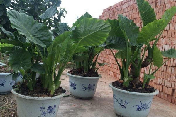 滴水观音怎么种  滴水观音种植方法与注意事项