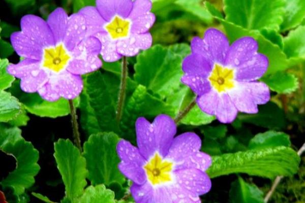 报春花枯萎了怎么办(原因及解决方法) 报春花的养殖办法