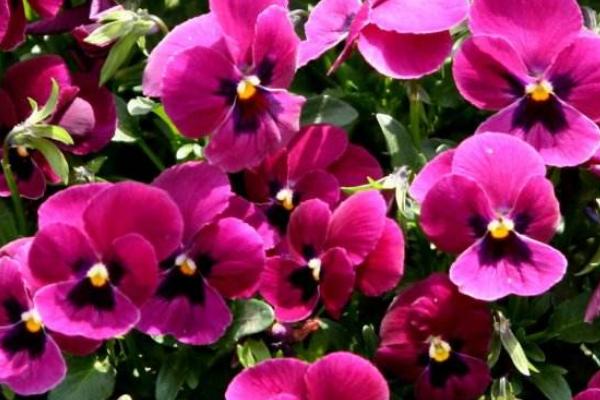 报春花枯萎了怎么办(原因及解决方法) 报春花的养殖办法