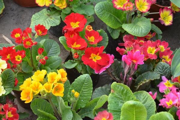 报春花枯萎了怎么办(原因及解决方法) 报春花的养殖办法