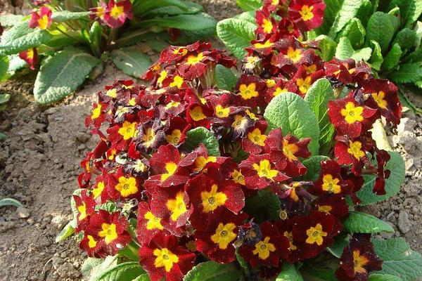 报春花枯萎了怎么办(原因及解决方法) 报春花的养殖办法