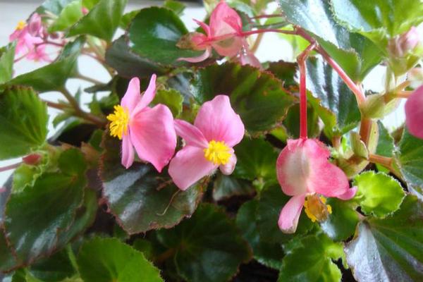 四季海棠叶子发黄怎么办  四季海棠常见的病虫害