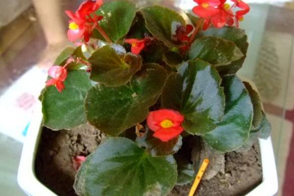 四季海棠怎么过冬 冬天四季海棠养殖注意事项